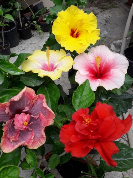  - Talmeș balmeș 2019