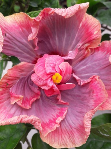  - Talmeș balmeș 2019