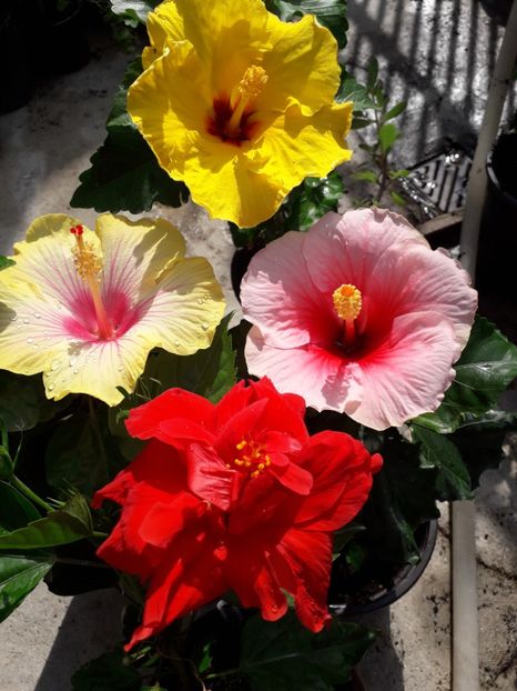  - Talmeș balmeș 2019