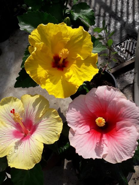  - Talmeș balmeș 2019