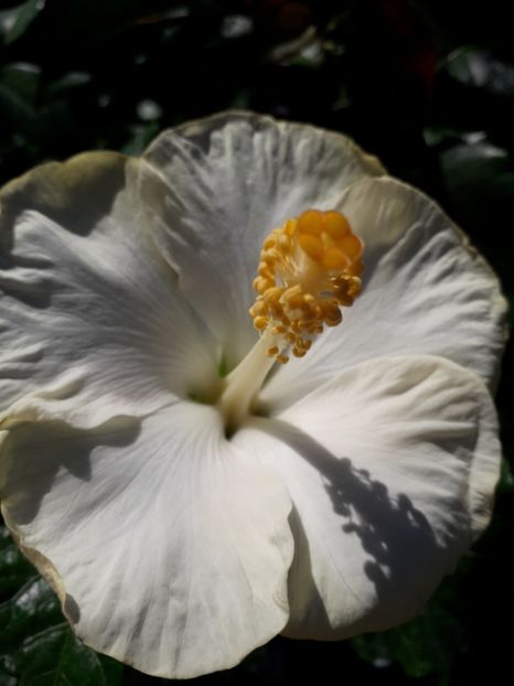  - Talmeș balmeș 2019