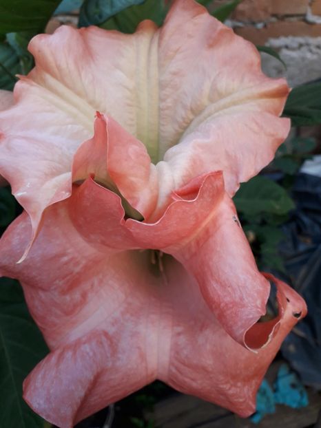  - Talmeș balmeș 2019