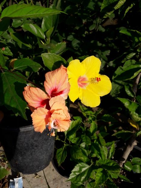  - Talmeș balmeș 2019