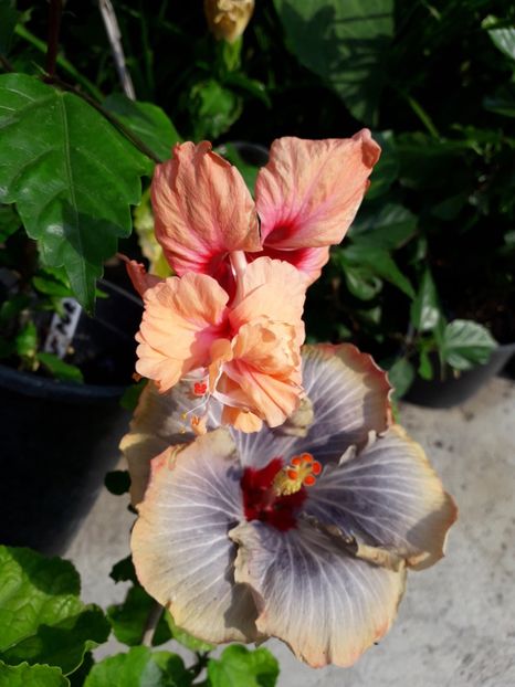  - Talmeș balmeș 2019