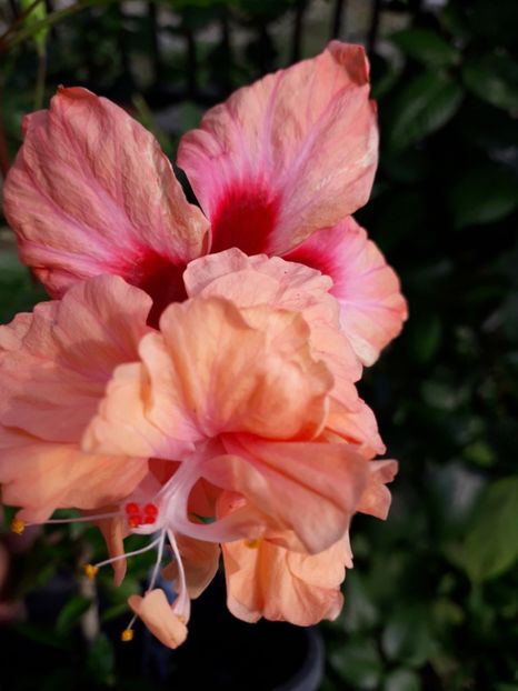  - Talmeș balmeș 2019