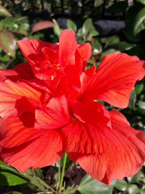  - Talmeș balmeș 2019