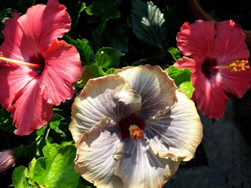  - Talmeș balmeș 2019