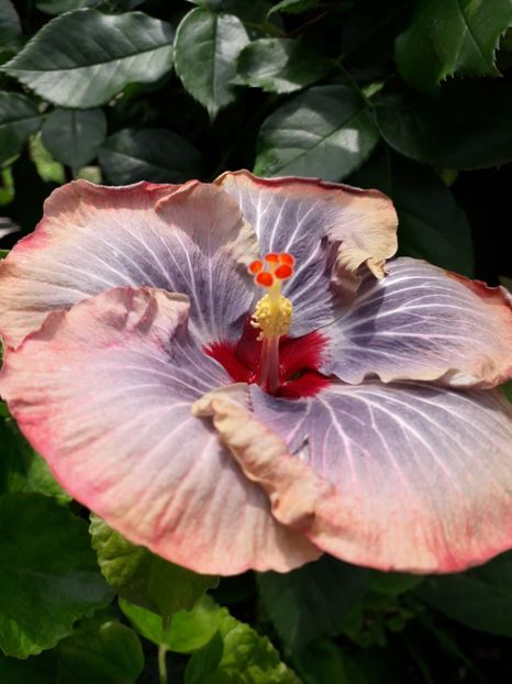  - Talmeș balmeș 2019