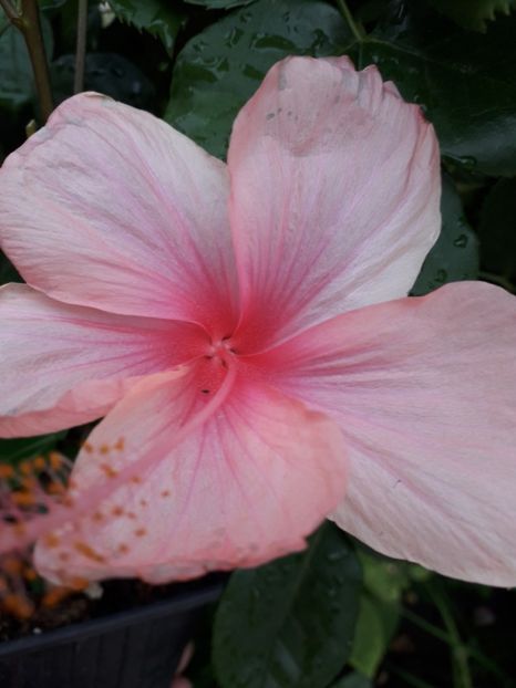  - Talmeș balmeș 2019