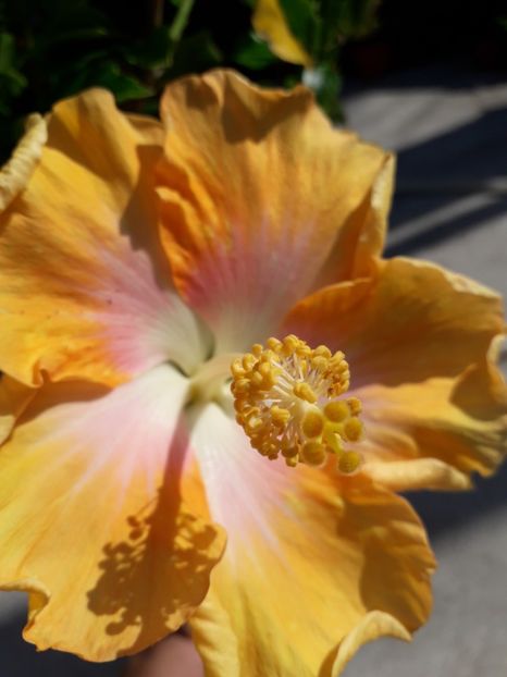  - Talmeș balmeș 2019