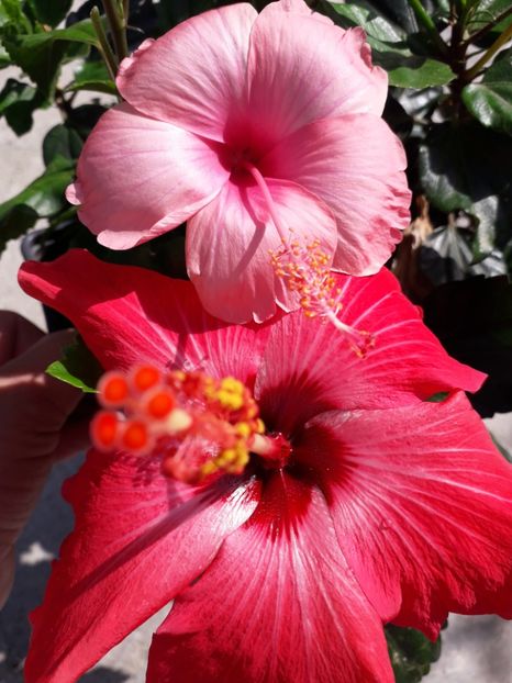  - Talmeș balmeș 2019