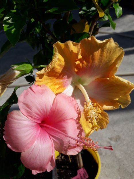  - Talmeș balmeș 2019