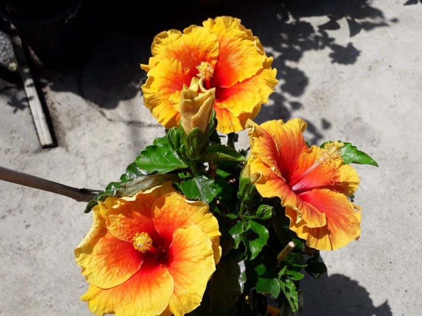  - Talmeș balmeș 2019