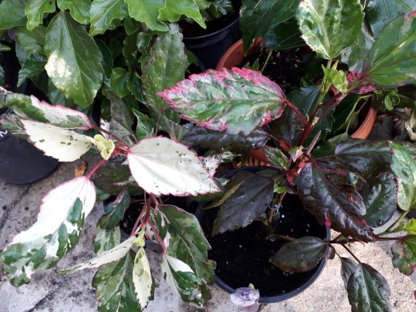  - Talmeș balmeș 2019