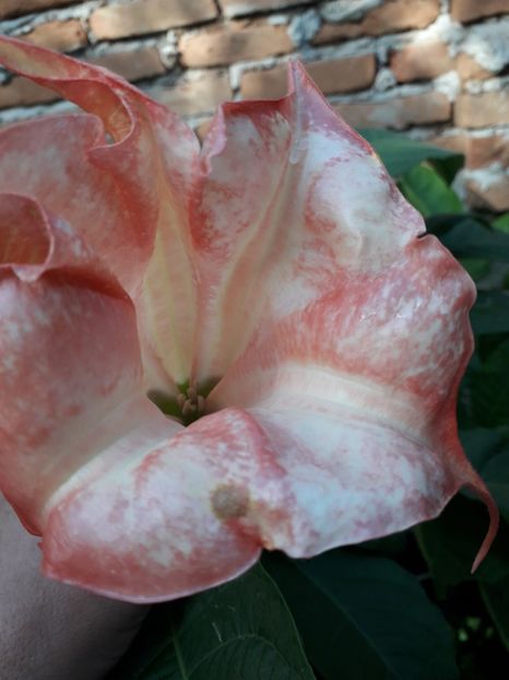  - Talmeș balmeș 2019