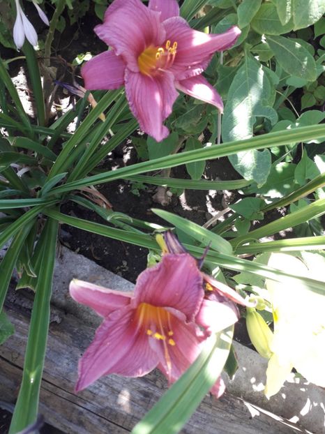  - Talmeș balmeș 2019