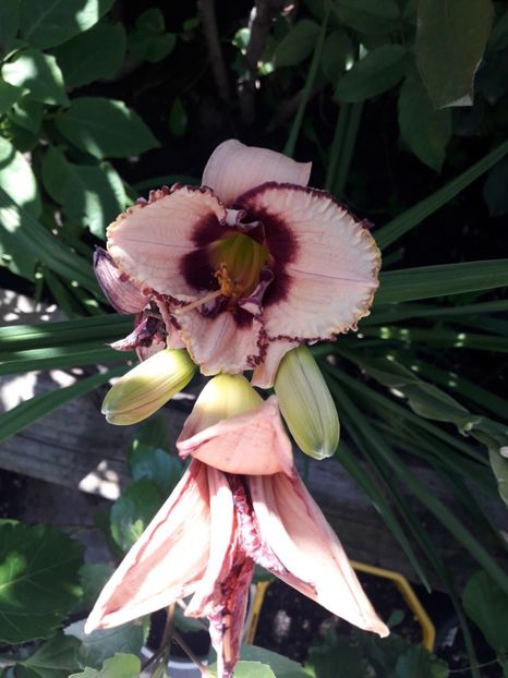  - Talmeș balmeș 2019