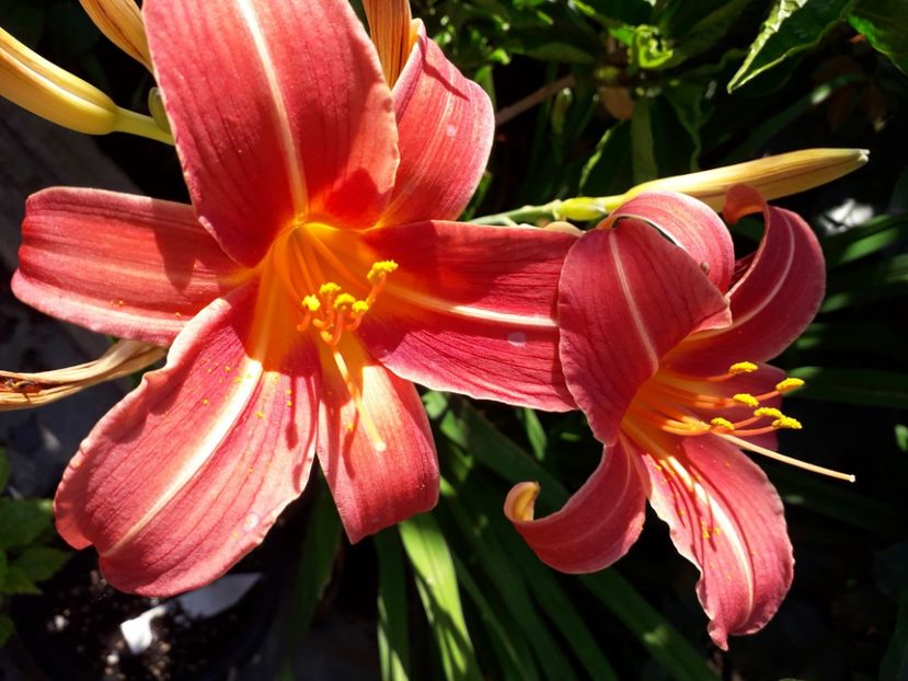  - Talmeș balmeș 2019