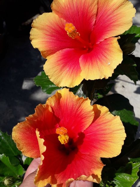  - Talmeș balmeș 2019