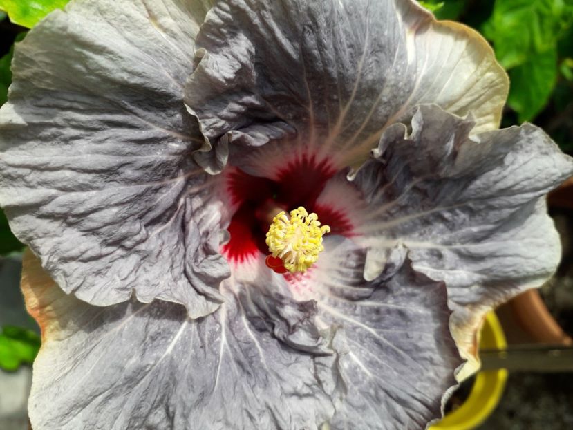  - Talmeș balmeș 2019