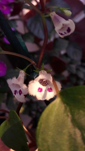  - 10 Achimenes 2019