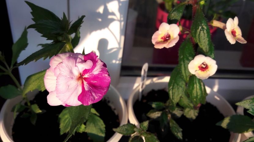  - 10 Achimenes 2019