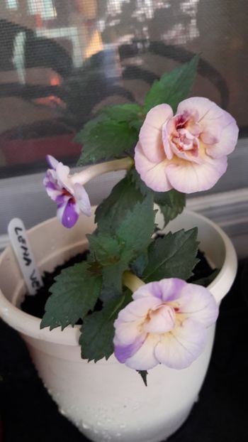  - 10 Achimenes 2019