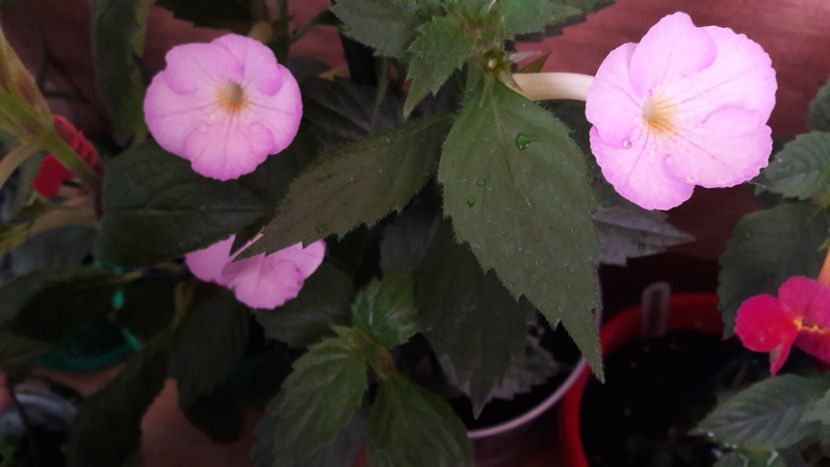  - 10 Achimenes 2019