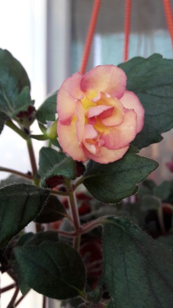  - 10 Achimenes 2019
