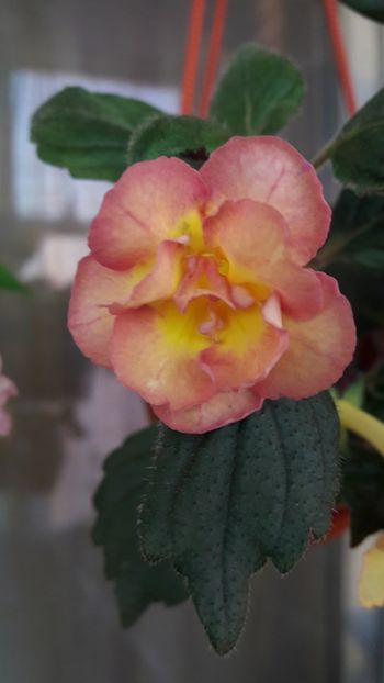  - 10 Achimenes 2019