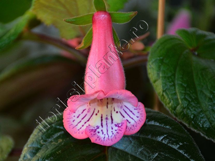Sinningia Lucis Pink Fondant - GLOXINIA_SINNINGIA - Hibrizii mei -My hybrids