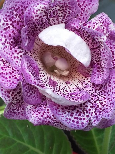 Koketa Blue - Gloxinii 2019