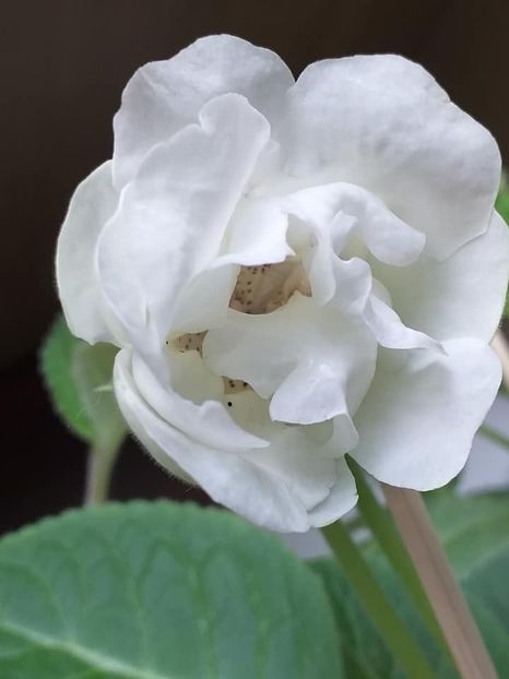 Larisa 55  (1) Purple Dawn x Elizabeth - Gloxinii 2019