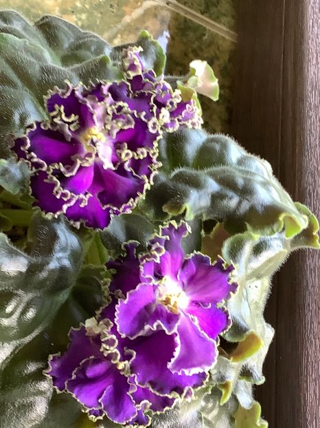 Cajun s Royal Knockaut - AA Violetbarn