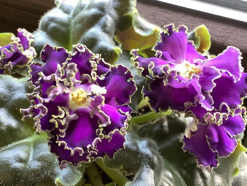Cajun s Royal Knockaut - AA Violetbarn