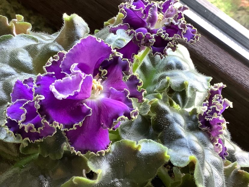 Cajun s Royal Knockaut - AA Violetbarn