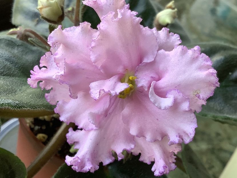 PT Rosalyn - AA Violetbarn