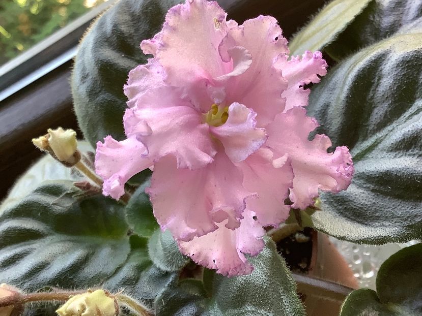 PT Rosalyn - AA Violetbarn