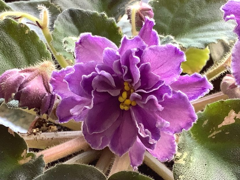 Blackie Bryant - AA Violetbarn