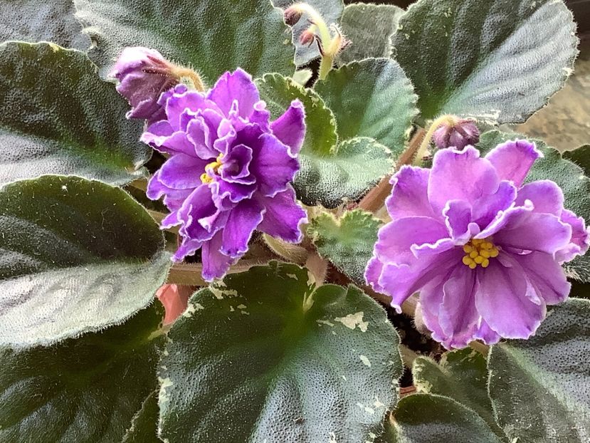 Blackie Bryant - AA Violetbarn