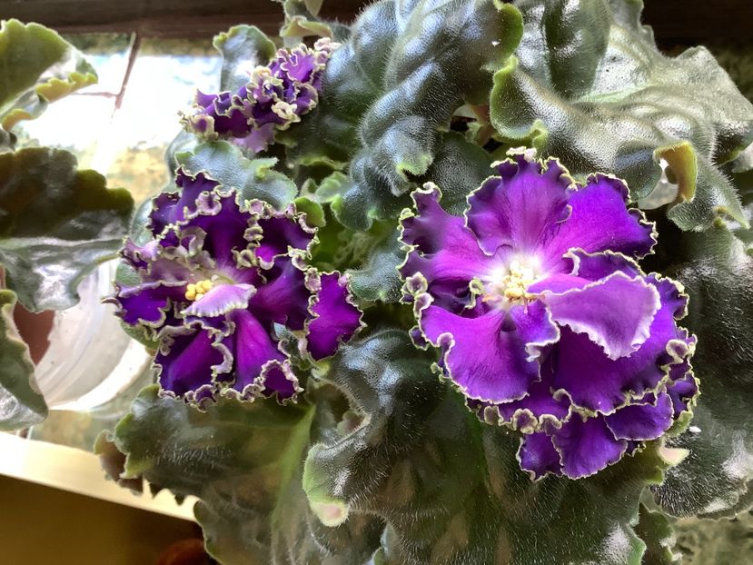 Cajun s Royal Knockaut - AA Violetbarn