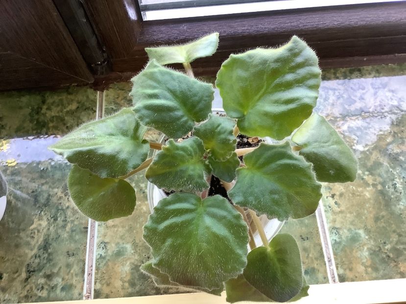  - PT Tsarskaia Osoba sport