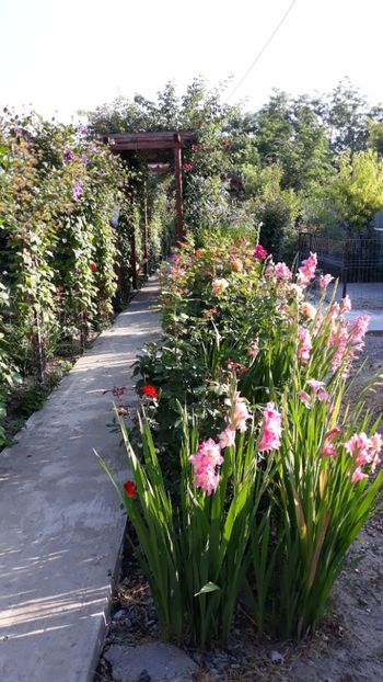 - Iulie in grădină 2019