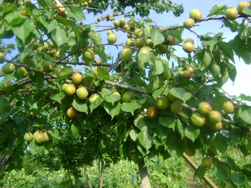  - Trandafiri si flori 2019-2