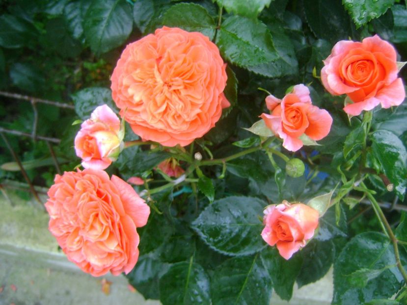  - Orangerie floribunda Kordes 2018-2019