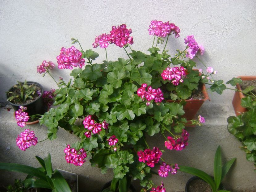  - Trandafiri si flori 2019-2