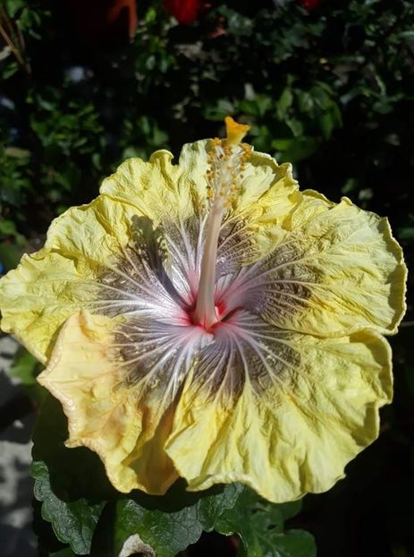  - Barry Schlueter -Trademark