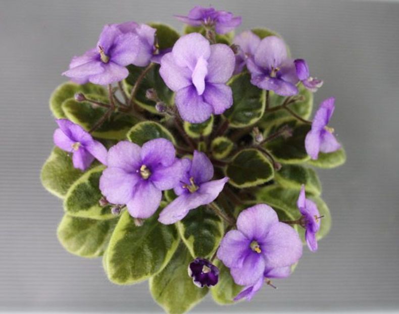  - Rob s Lucky Charm ch