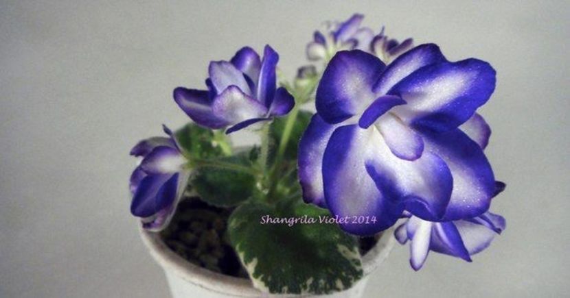  - Peppermint Flint ch