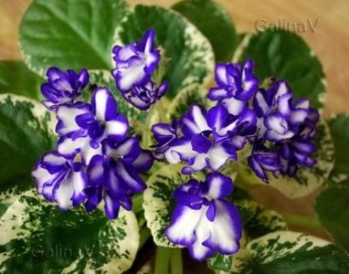  - Peppermint Flint ch